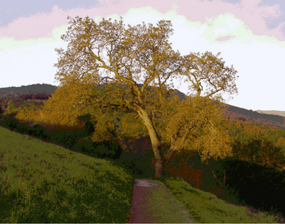 Wall Art: Rancho Path